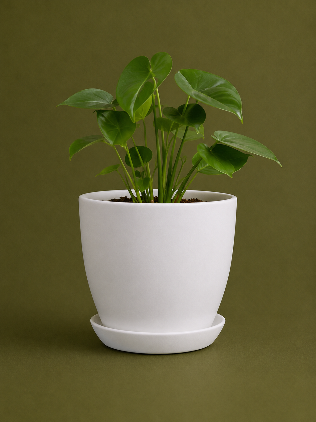 White Plant Pot