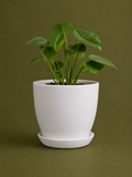 White Plant Pot